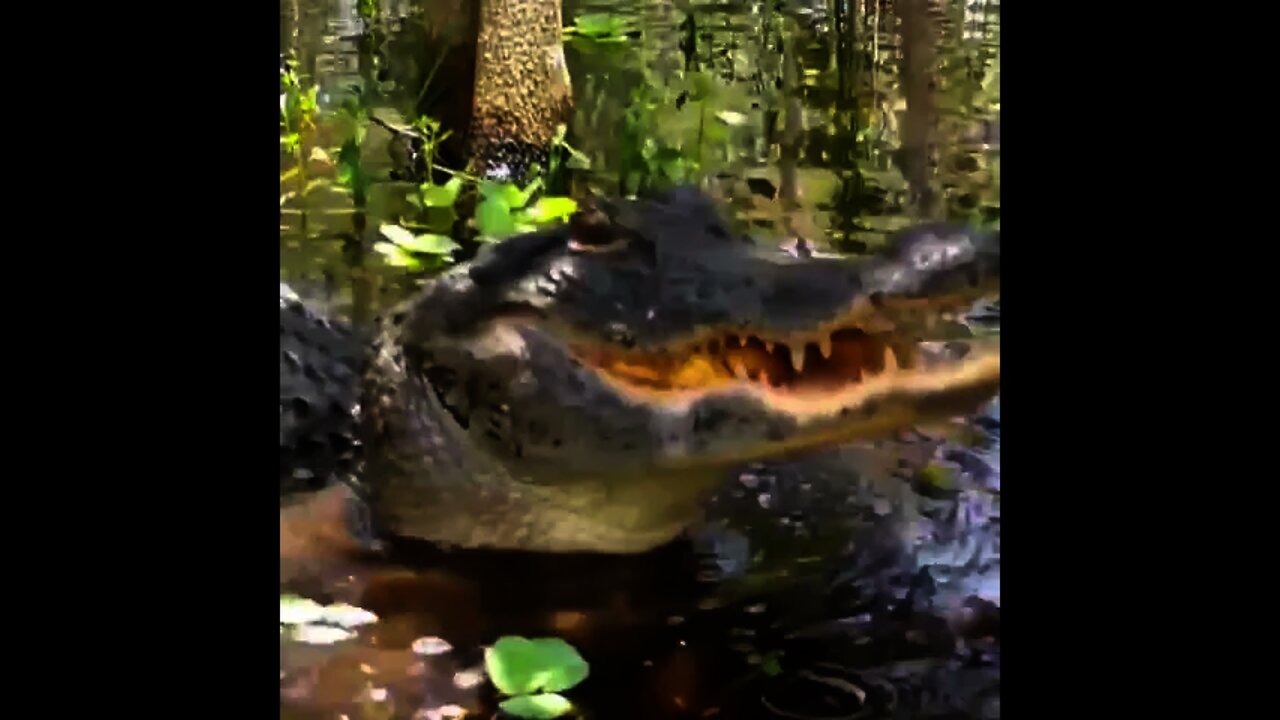 Alligators Love Alligator Apples