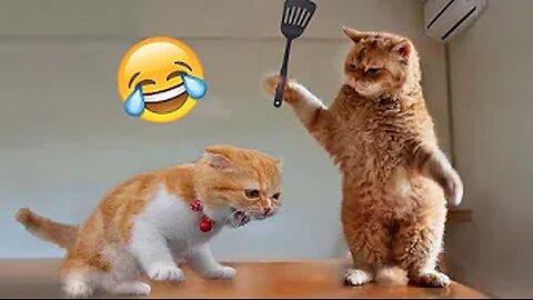 Best Funny Animal Video Ever😹🐾🦉