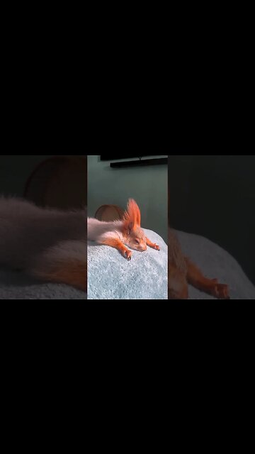 This is how I want to spend the whole weekend🐿😴😃