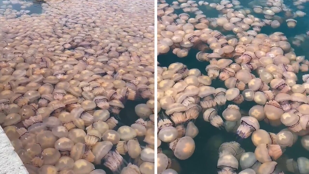 Thousands of jellyfish showed up at the the port of Trieste, Italy