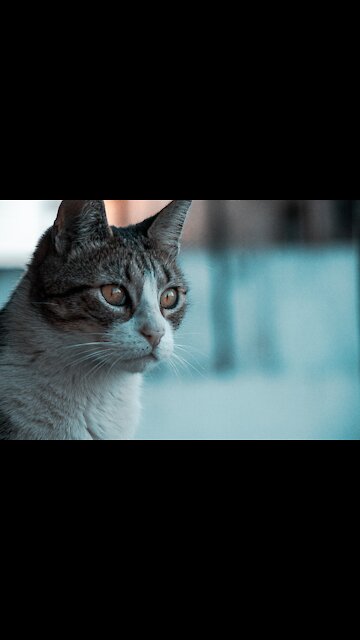 Lovely and Funny Animals Funny Cat video Clip 2021