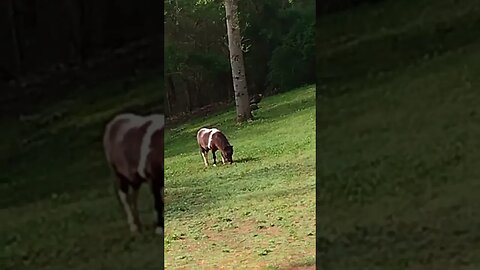 Peanuckle and wild turkeys