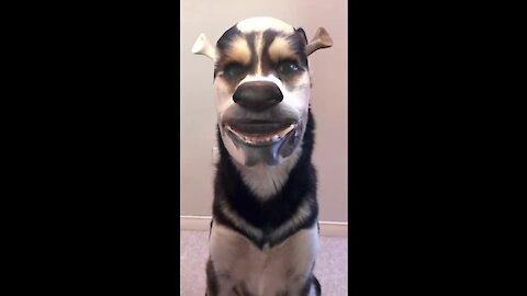 Husky Funny moment 🐶