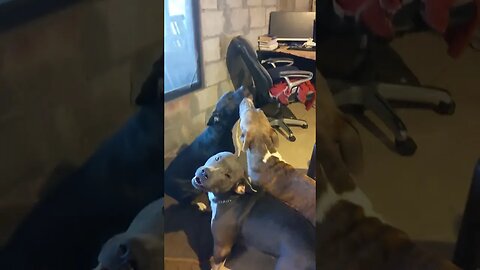 Hounds Excited for a Sabbath