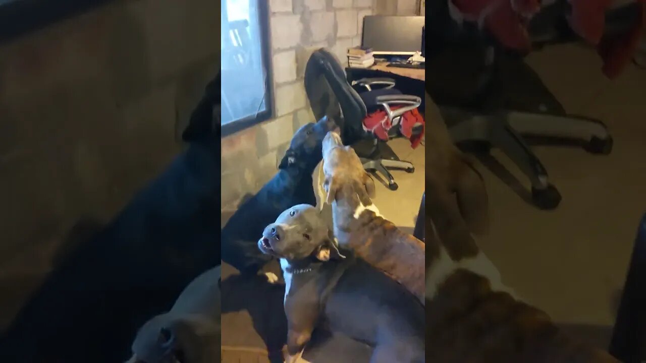 Hounds Excited for a Sabbath
