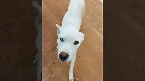 Cachorrinha com o olho de duas cores