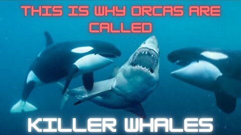 Orcas the real Apex predators