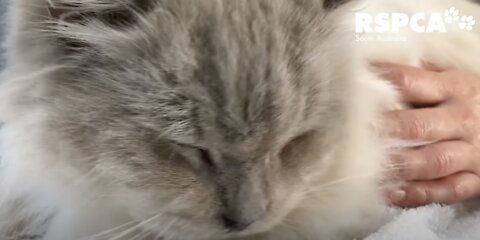 118 Ragdoll cats seized from cat breeder
