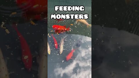 FEEDING MONSTERS 👹#fancygoldfish #goldfish #fishtank #ranchugoldfish #pondfish #pondbuild