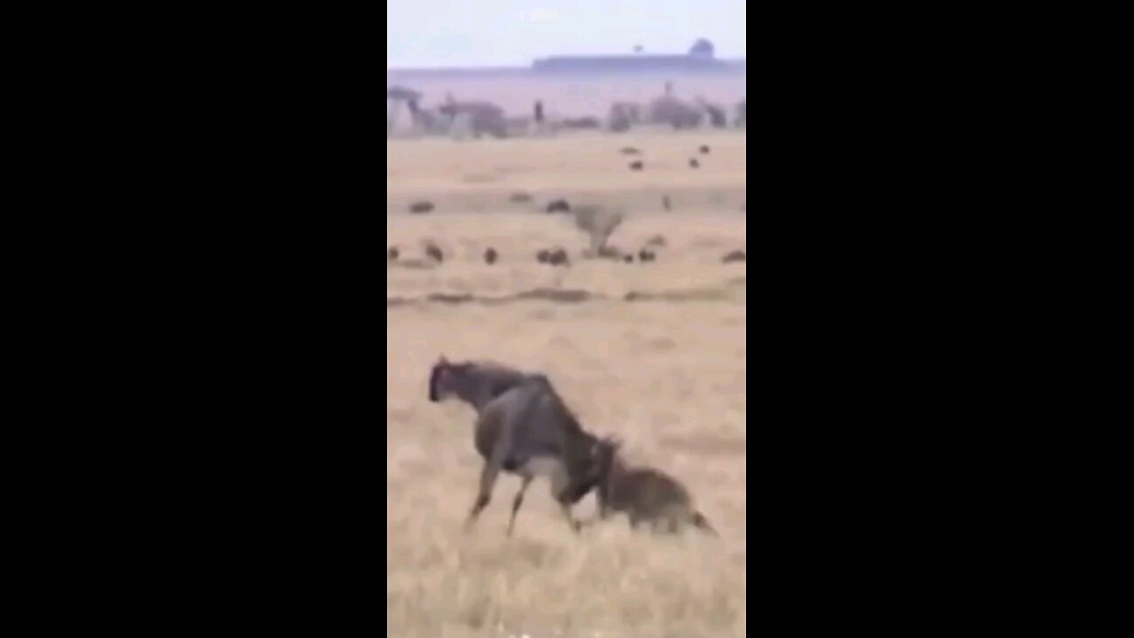 Hyena Vs Wildebeest Hyena Vs Wildebeest Hyena Vs Wildebeest