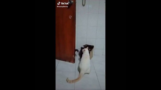 Funny cats compilation