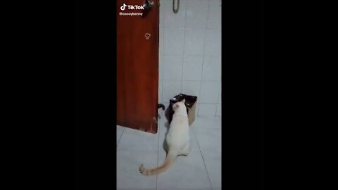 Funny cats compilation