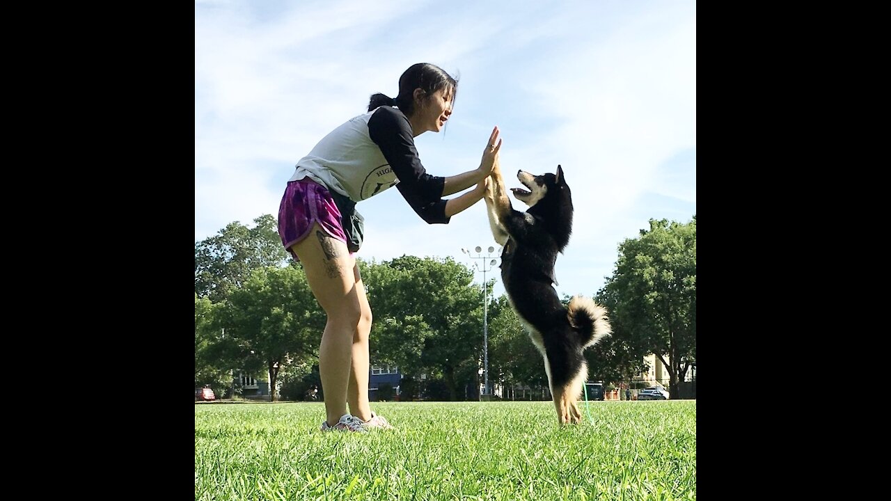 How To Make Dog Become Fully Aggressive With Few Simple Tips