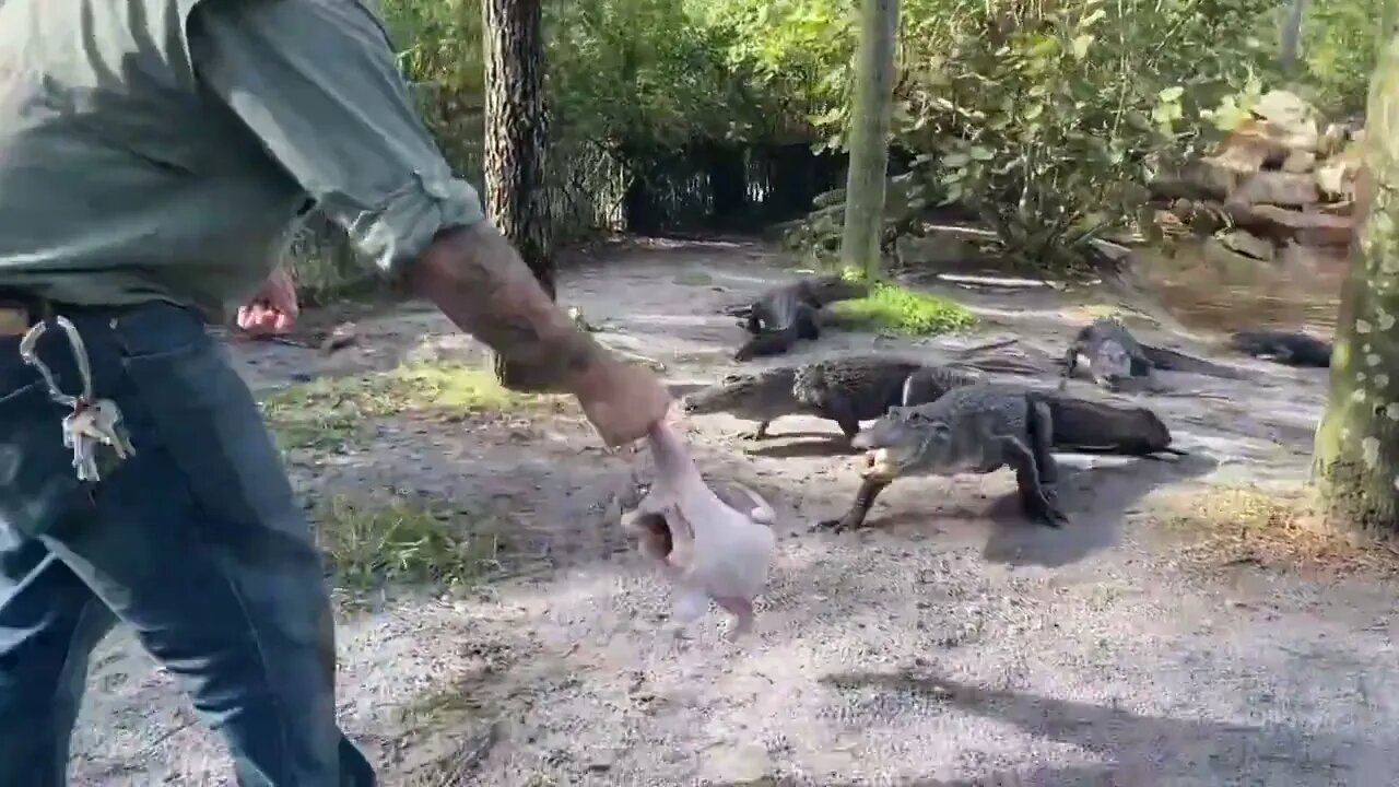 Gigantic Crocodiles & Huge Alligators Gobble up Thanksgiving Turkeys!-8