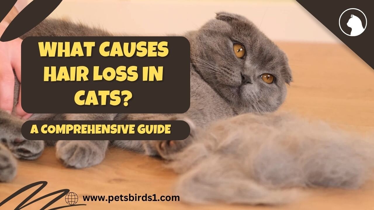 Cat Hair Loss: Causes, Solutions, & Prevention