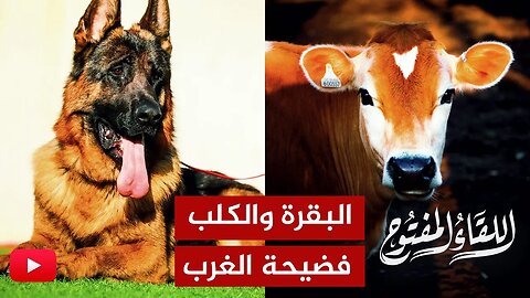 اللقاء المفتوح🔴 البقرة سبب مشاكل العالم! ماذا عن الكلاب والقطط؟!