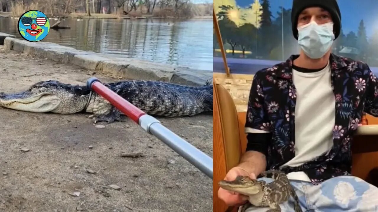 If you see a croc near you…