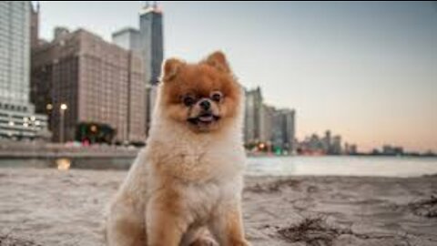 Funny DOG Videos