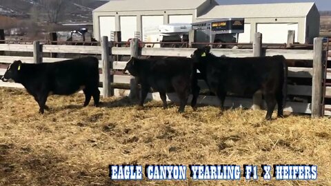 2022 F1 Black Baldy Heifers