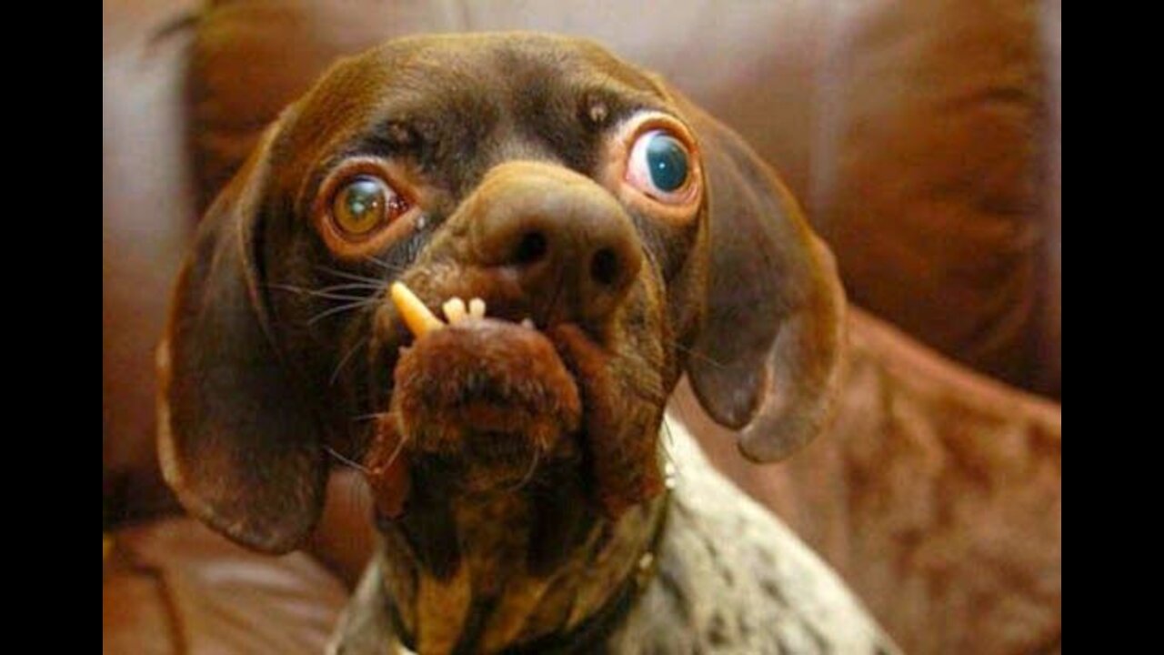 Funny Animal $That Will Make Your Day |/ Funny Dogs and Cats | Life Funny Pets+( Compilation