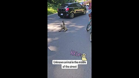 Unknown animal in the middle of the street