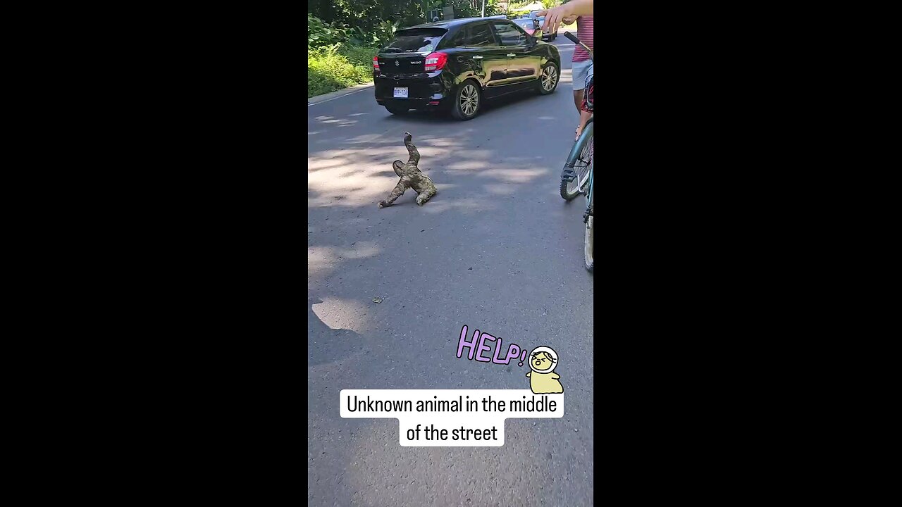 Unknown animal in the middle of the street