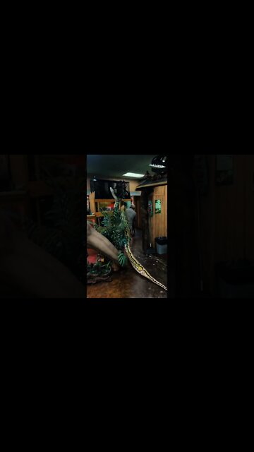 FUNNY AND CUTE ANIMALS 🐍⚕️