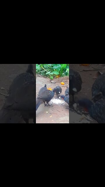 Jacu e seus filhotes com fome em busca de comida