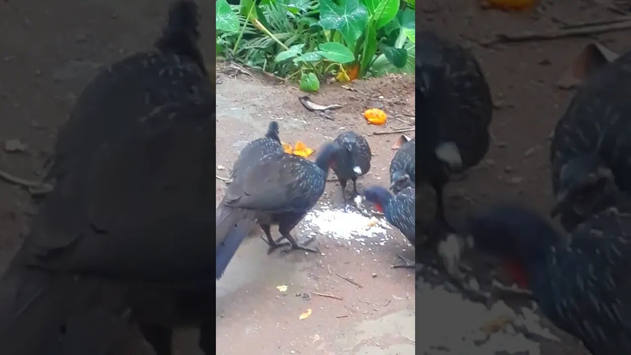 Jacu e seus filhotes com fome em busca de comida