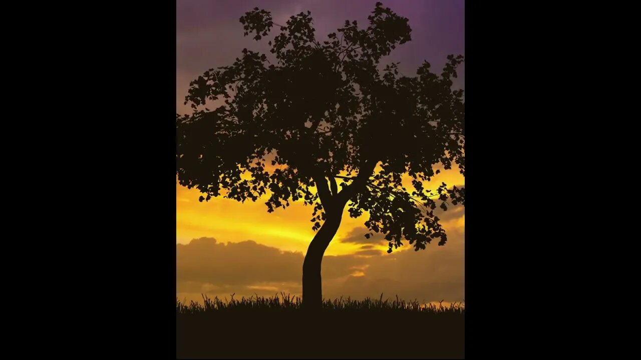 Peaceful Tree: Amazing Colors and Calming Music in Nature #shorts