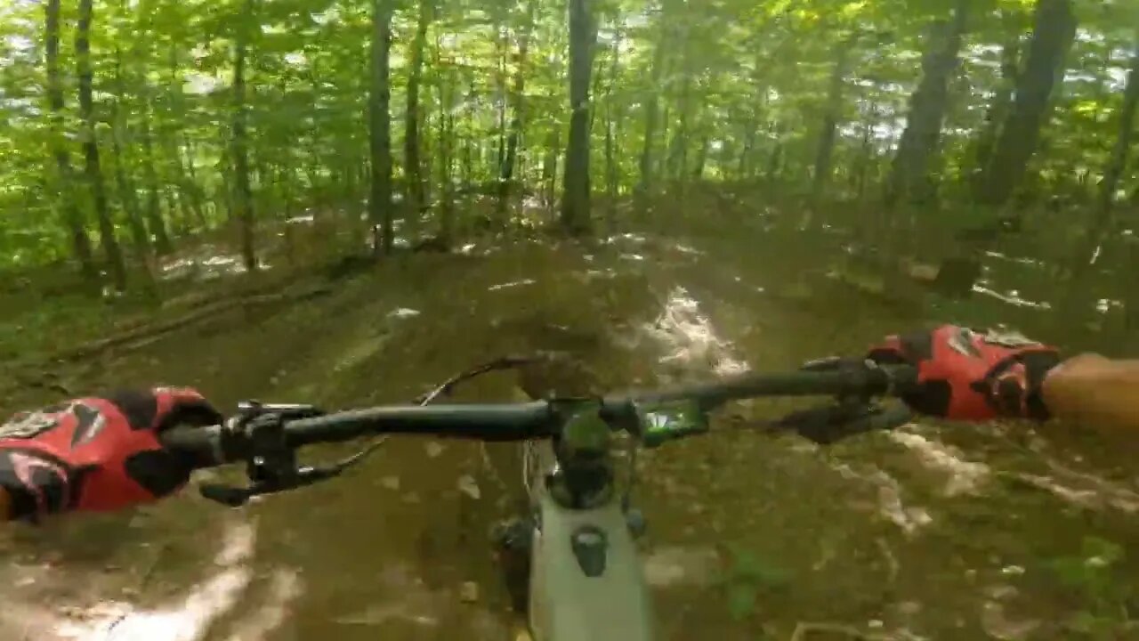 CHATON BICOLORE BROMONT P7 MY FATHERS BLIND DH RUN