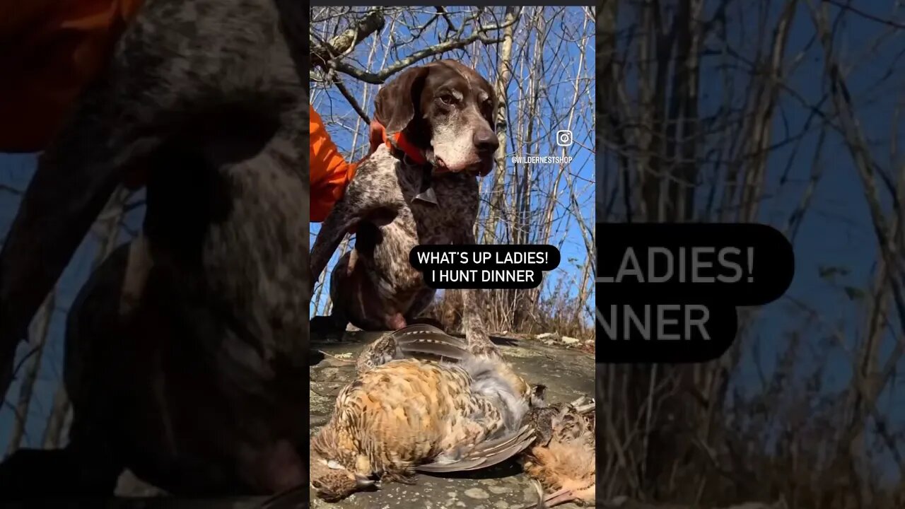 🐶 Bird Dog looking for a date #dog #animalshorts #doglover #hunting #outdoors #cutedog #gsp #shorts