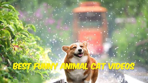 Best Funny Animal Videos