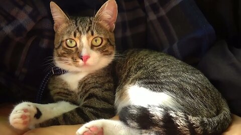 Kitten Listens to a Bird Sing
