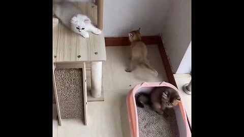 Both Cats Are Broken