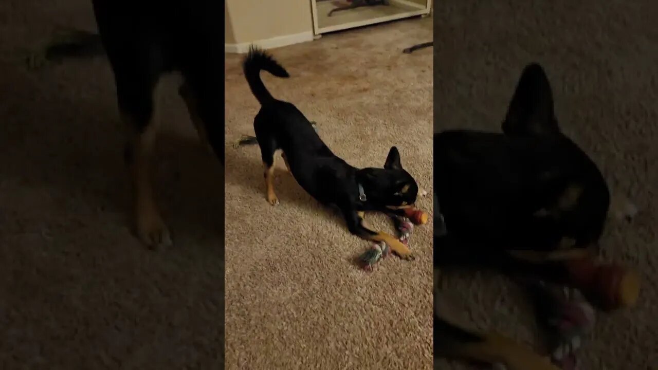 Snickers & favorite toy then leaves for Daddy