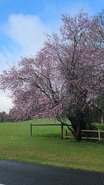 A beautiful pink tree
