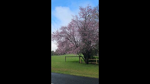 A beautiful pink tree