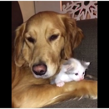 Golden Retriever absolutely loves newborn kitten addition