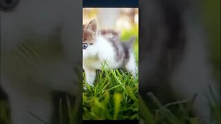 Top 10 cutest on Earth