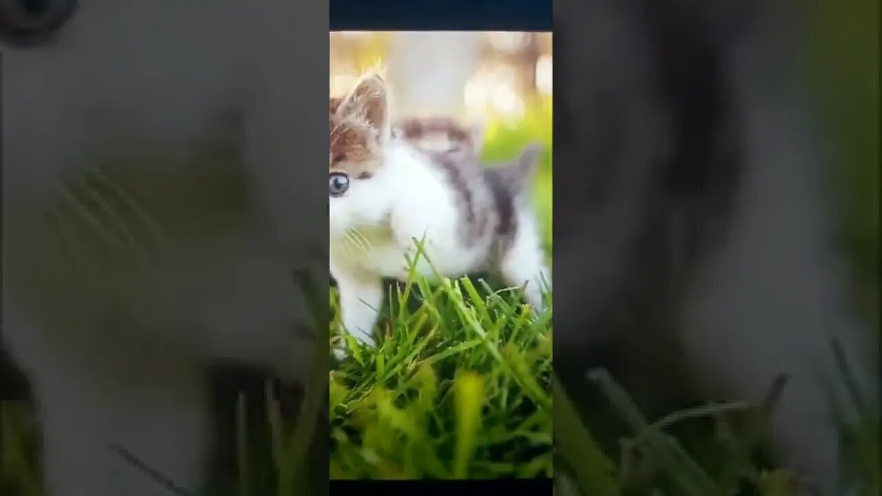 Top 10 cutest on Earth