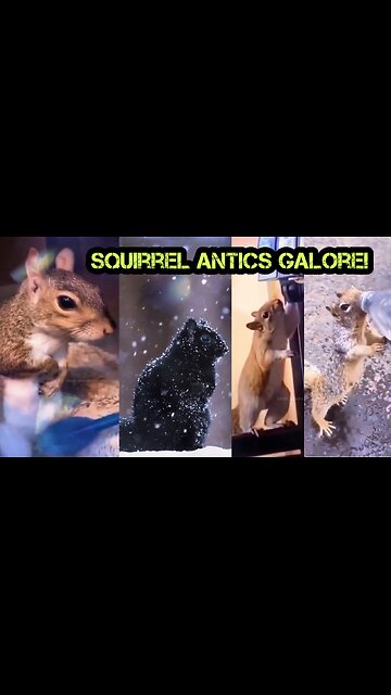 The Wonderful World of Squirrels 🐿️