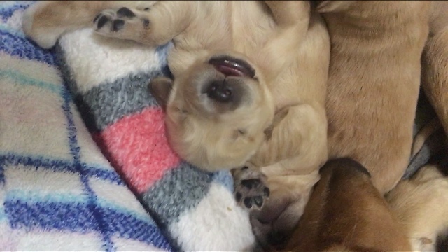 It's rise and shine for these Golden Retriever puppies