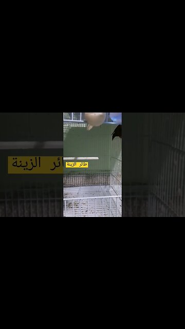 طائر الزينة كيوت روعة مرحبا