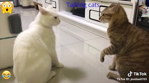 funny talking kittens