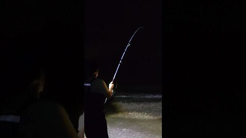 What fish you got? Porgy?