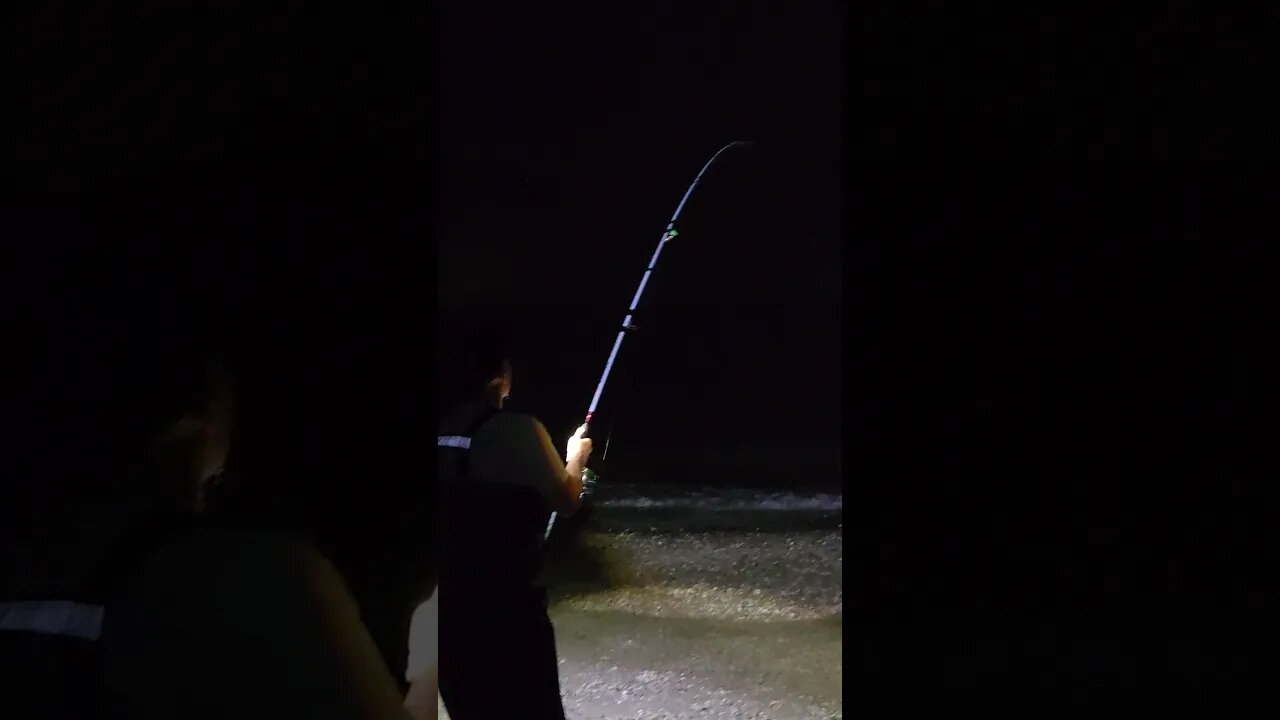 What fish you got? Porgy?