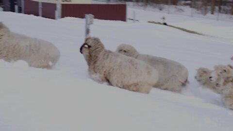 The sheep have been around since 2009, and they've saved the township more than $50,000.