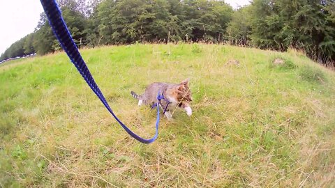 Explorer Cat Goes Hiking