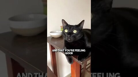 ❤️SHARE/ 🎙COMMENT/ 🔄REPOST/ 🔗COPYLINK/ 🥰FOLLOW/ XXX #cat #blackcat #leonthecatdad #relateable